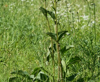 Arnoglossum plantagineum