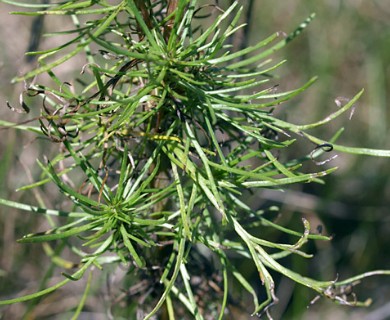 Artemisia campestris