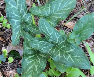 Arum italicum