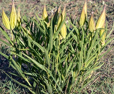 Asclepias asperula