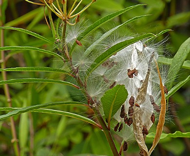 Asclepias curassavica