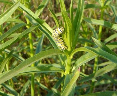 Asclepias fascicularis