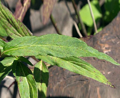 Asclepias incarnata