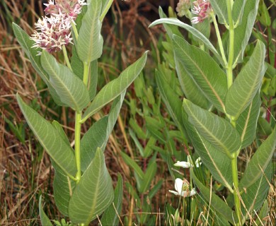 Asclepias speciosa