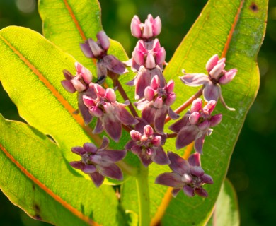 Asclepias sullivantii