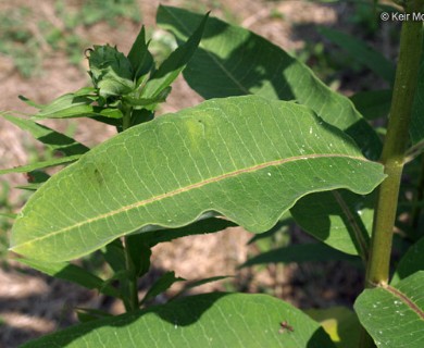 Asclepias syriaca