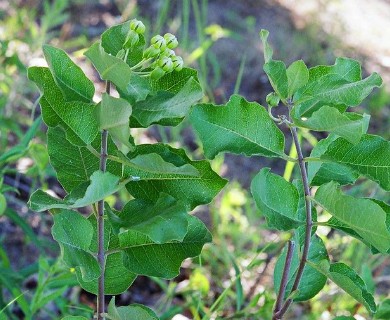 Asclepias tomentosa