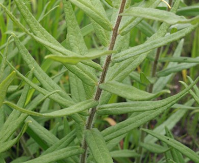 Asclepias tuberosa