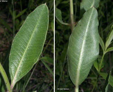 Asclepias viridiflora