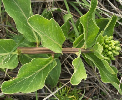 Asclepias viridis