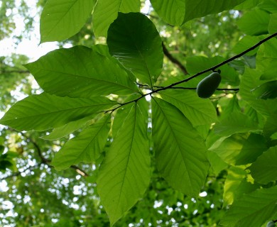 Asimina triloba