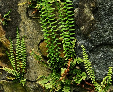 Asplenium platyneuron