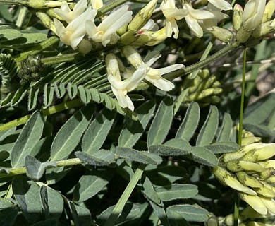 Astragalus adanus