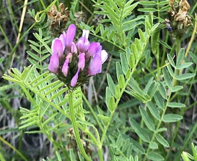 Astragalus agrestis