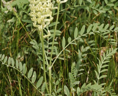 Astragalus canadensis