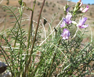 Astragalus conjunctus