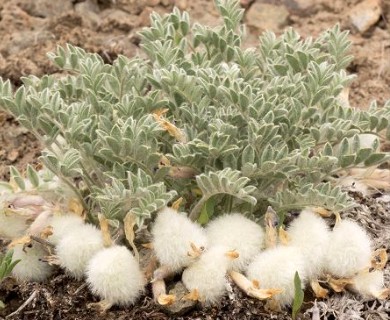 Astragalus purshii