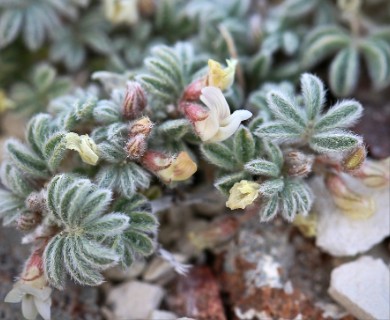 Astragalus tiehmii