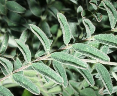 Astragalus trichopodus