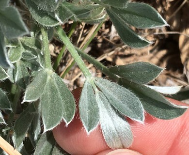 Astragalus tridactylicus