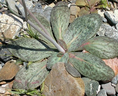 Atrichoseris platyphylla