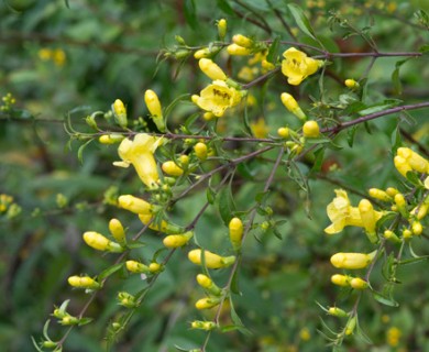 Aureolaria flava