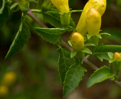 Aureolaria grandiflora