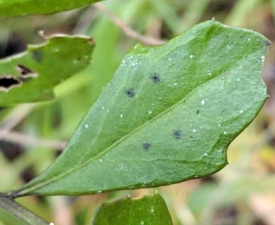 Baccharis glomeruliflora