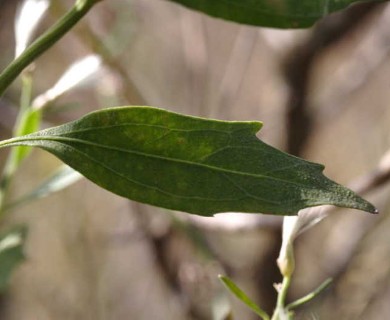 Baccharis halimifolia