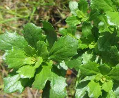 Baccharis pilularis