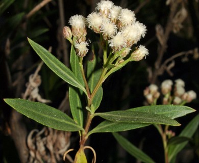 Baccharis salicifolia