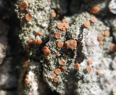 Bacidia rubella