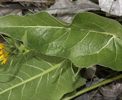 Balsamorhiza careyana