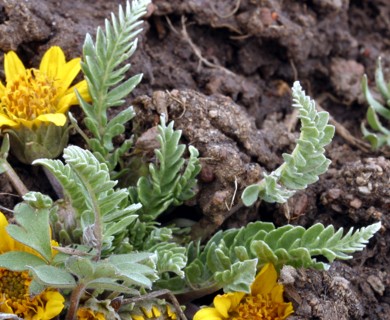 Balsamorhiza hookeri