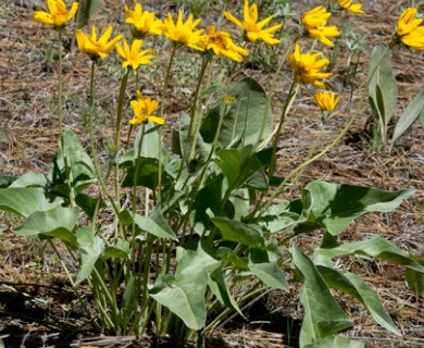 Balsamorhiza sagittata