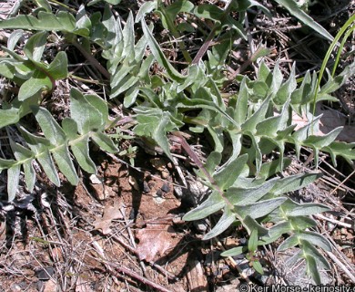 Balsamorhiza sericea