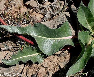 Balsamorhiza serrata