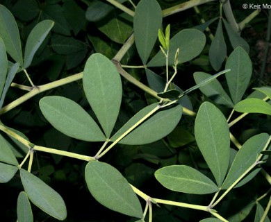 Baptisia alba