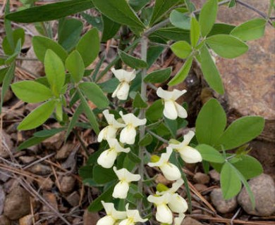 Baptisia bracteata