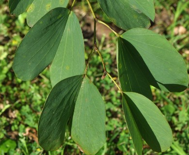 Bauhinia variegata