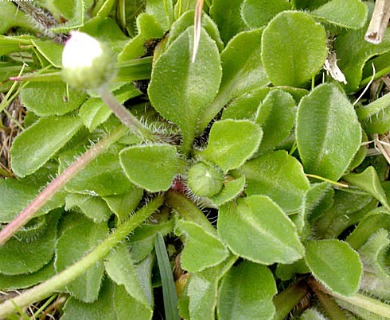 Bellis perennis