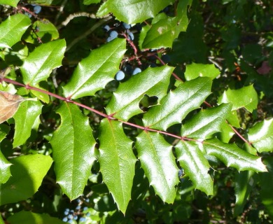 Berberis aquifolium