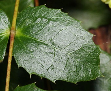 Berberis nervosa