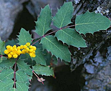 Berberis repens