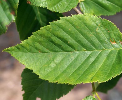 Betula alleghaniensis