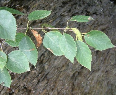 Betula papyrifera