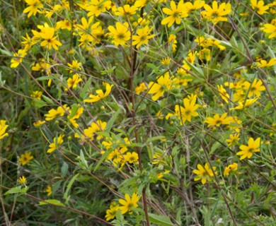 Bidens aristosa