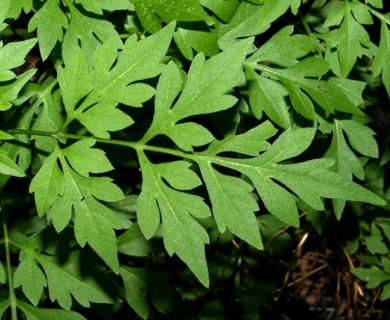 Bidens bipinnata