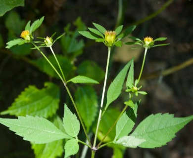 Bidens frondosa