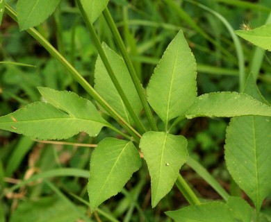 Bidens pilosa